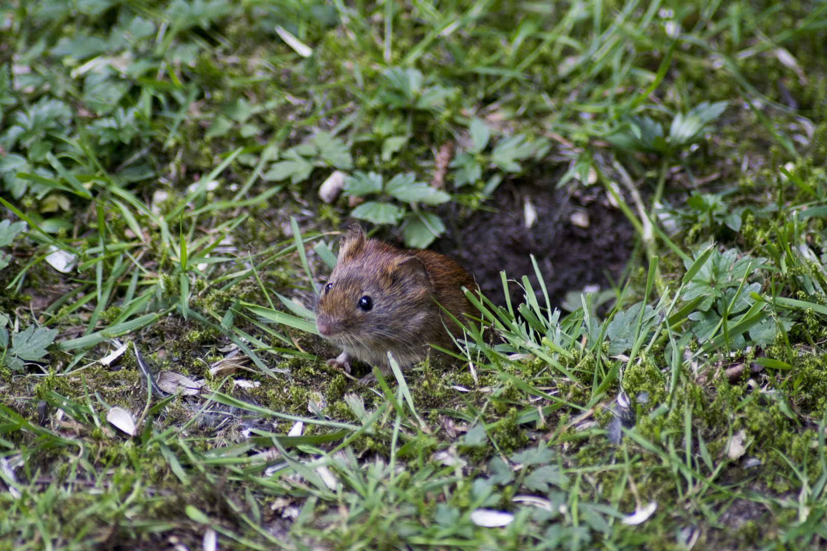 Maus schaut aus Ihrem Haus