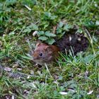 Maus schaut aus Ihrem Haus