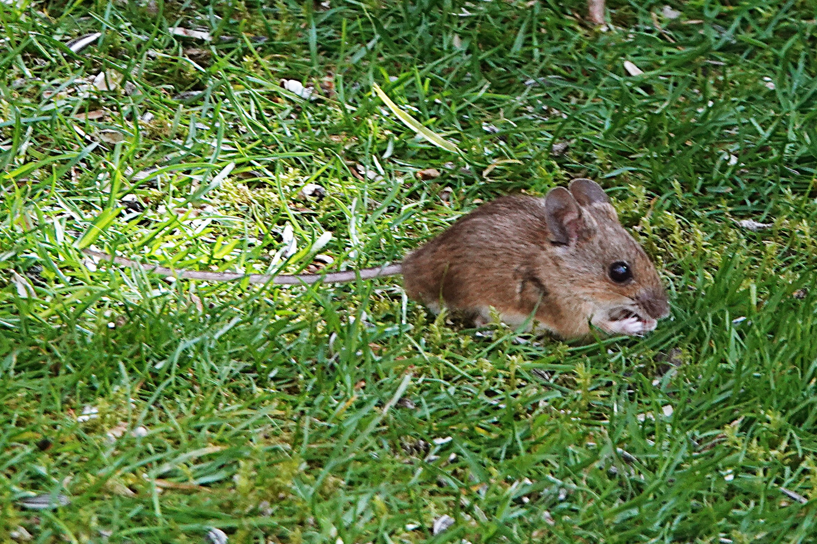 Maus statt Has im Gras Foto & Bild | natur, tiere, wildlife Bilder auf