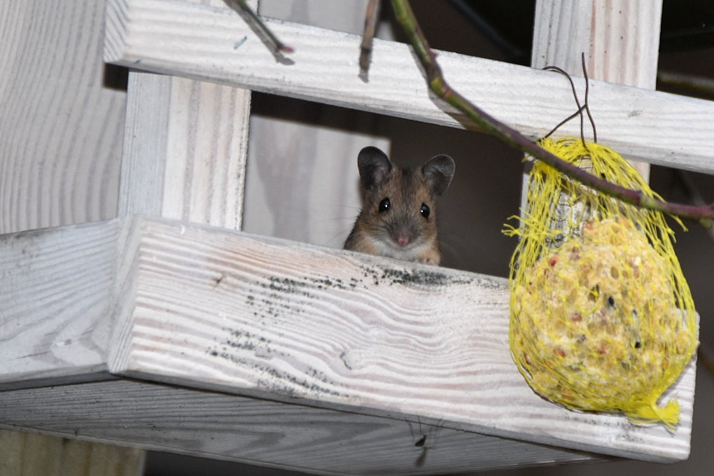 Maus stibitzt Vogelfutter