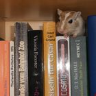 Maus und Buch