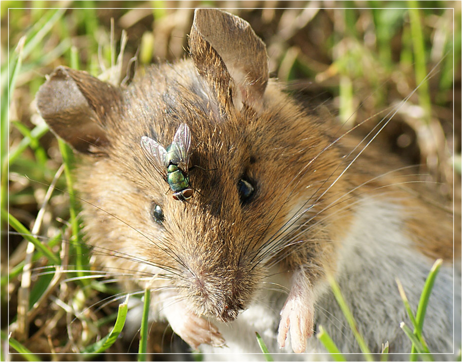 Maus und Fliege