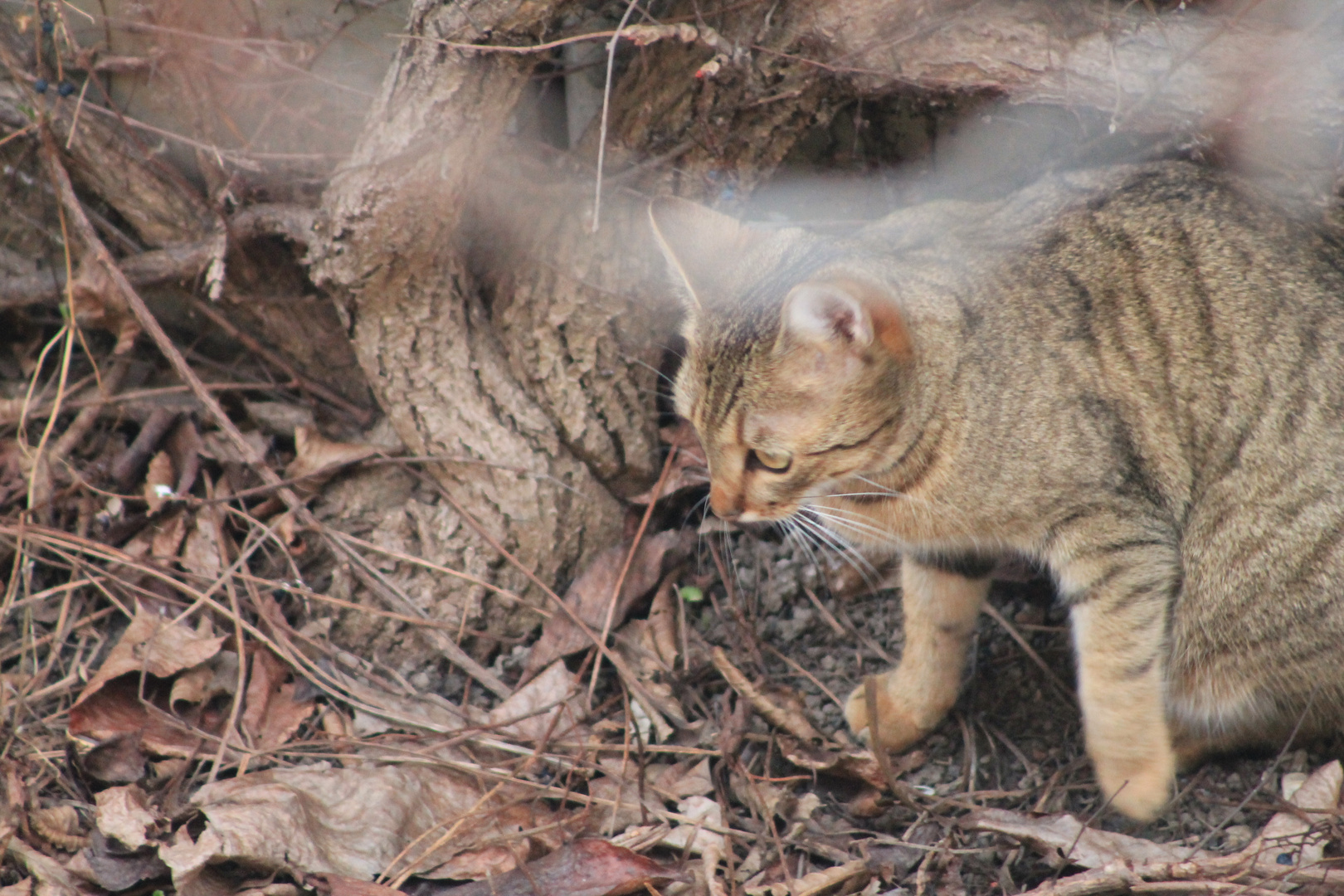 Maus und Katze