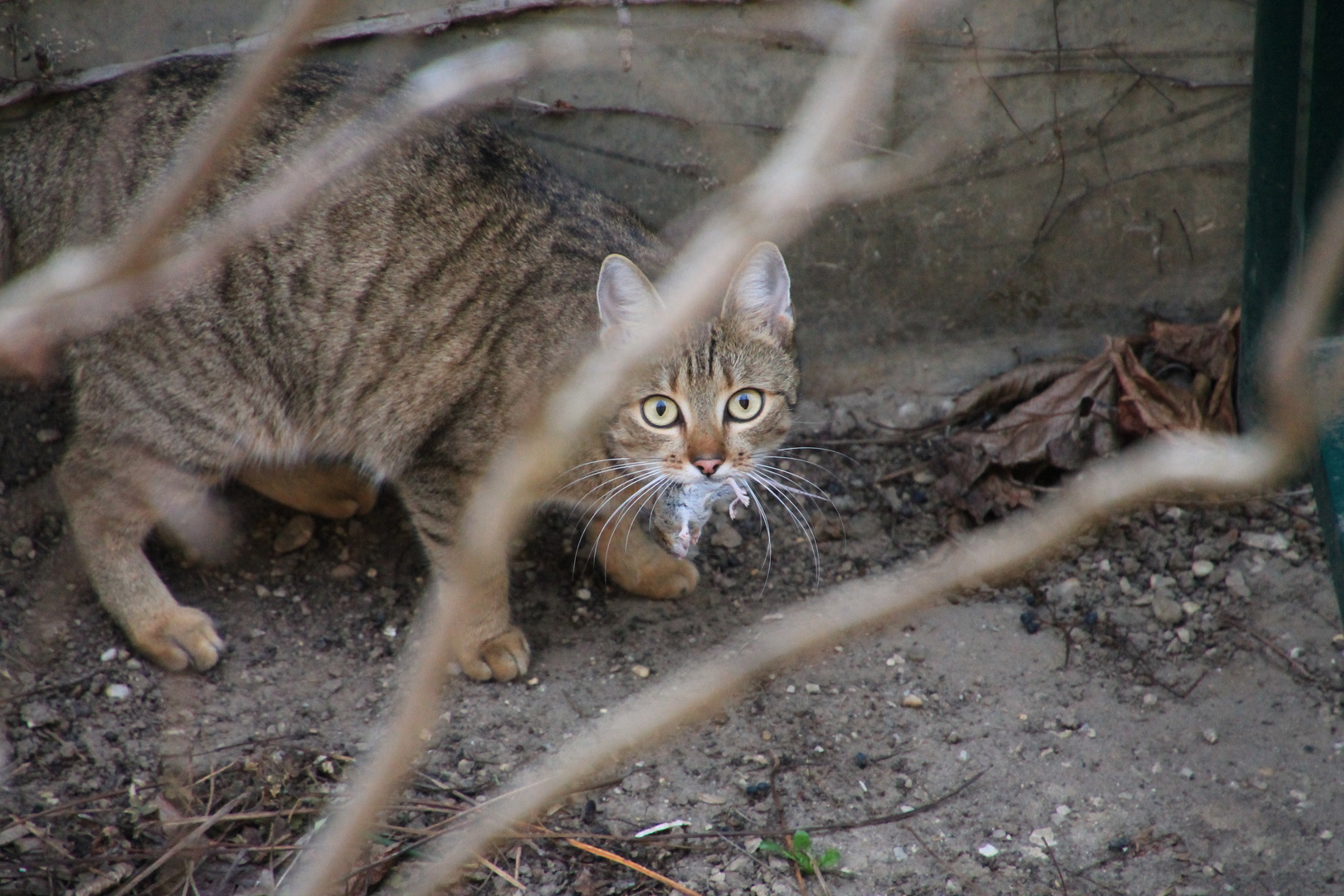 Maus und Katze