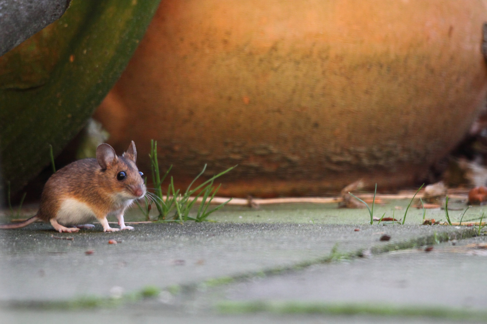 Maus (Waldmaus?)