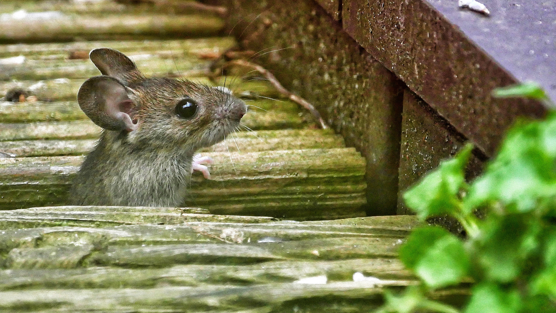 Maus zuhaus?