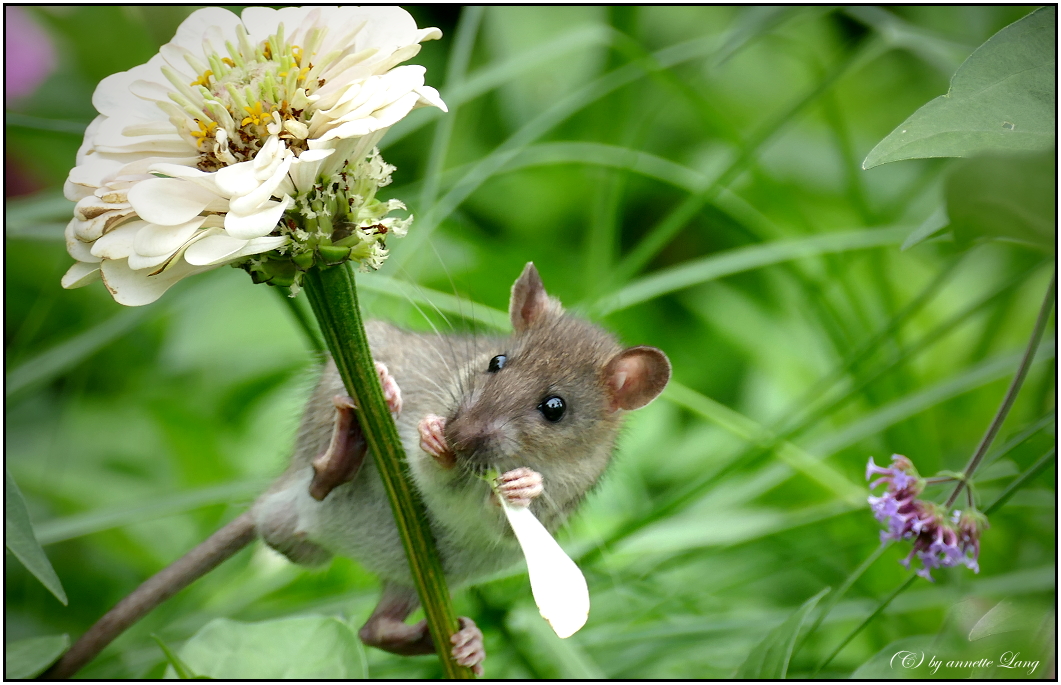 Maus 1. Hilfe Maus 1. Hilfe