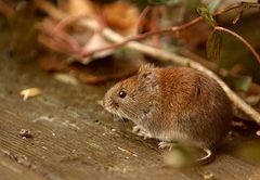 Maus...aber was für eine?