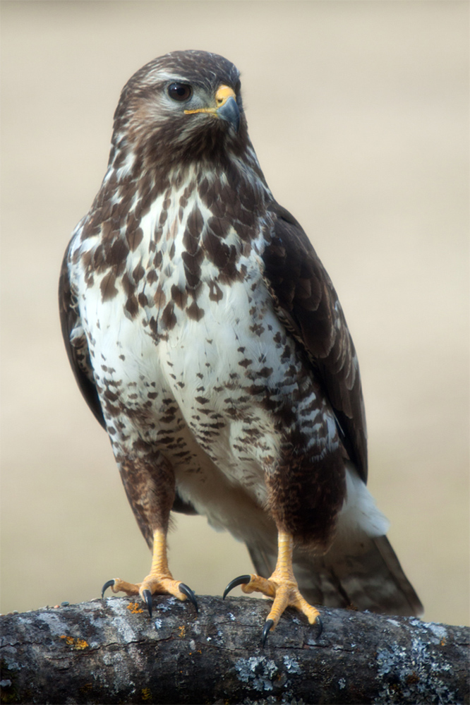 Mausebussard 02 (Buteo buteo)