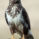 Mausebussard 02 (Buteo buteo)