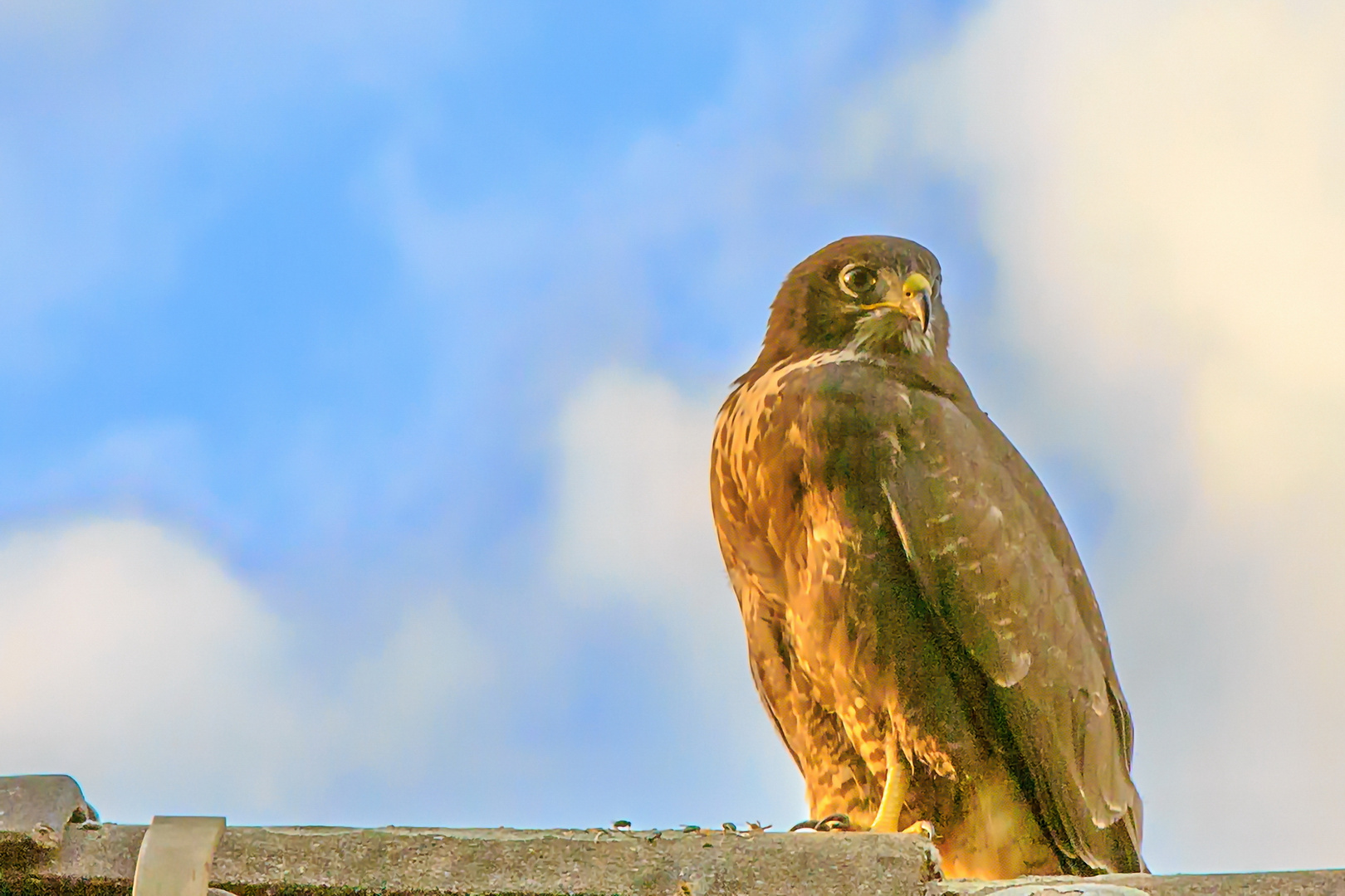 Mausebussard auf dem Dachfirst