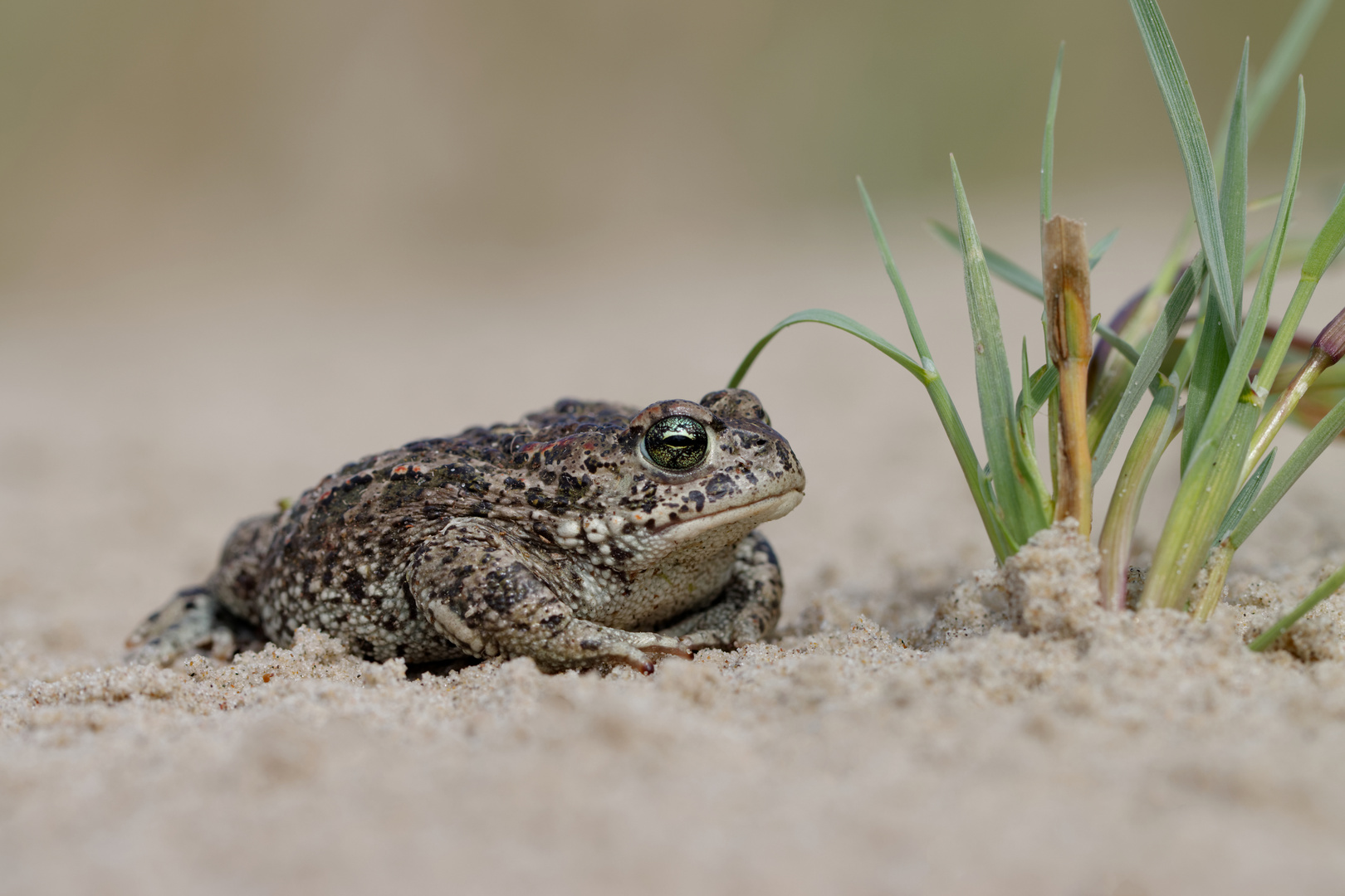 Mauseflink...Kreuzkröte (Epidalea calamita, Syn.: Bufo calamita)