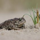 Mauseflink...Kreuzkröte (Epidalea calamita, Syn.: Bufo calamita)