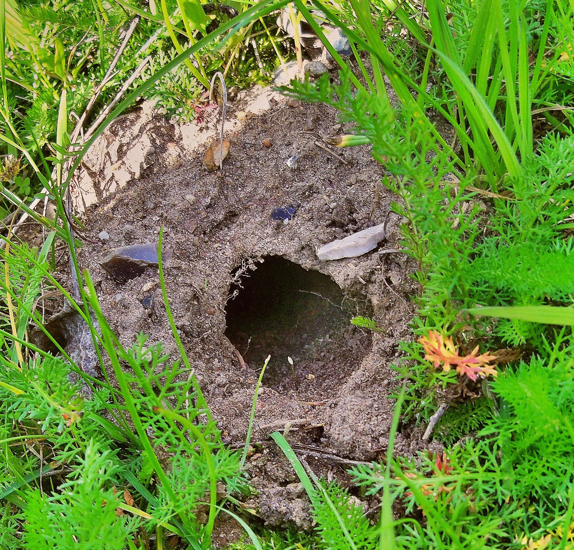 Mauseloch am Wegesrand Foto & Bild tiere, spuren von tieren