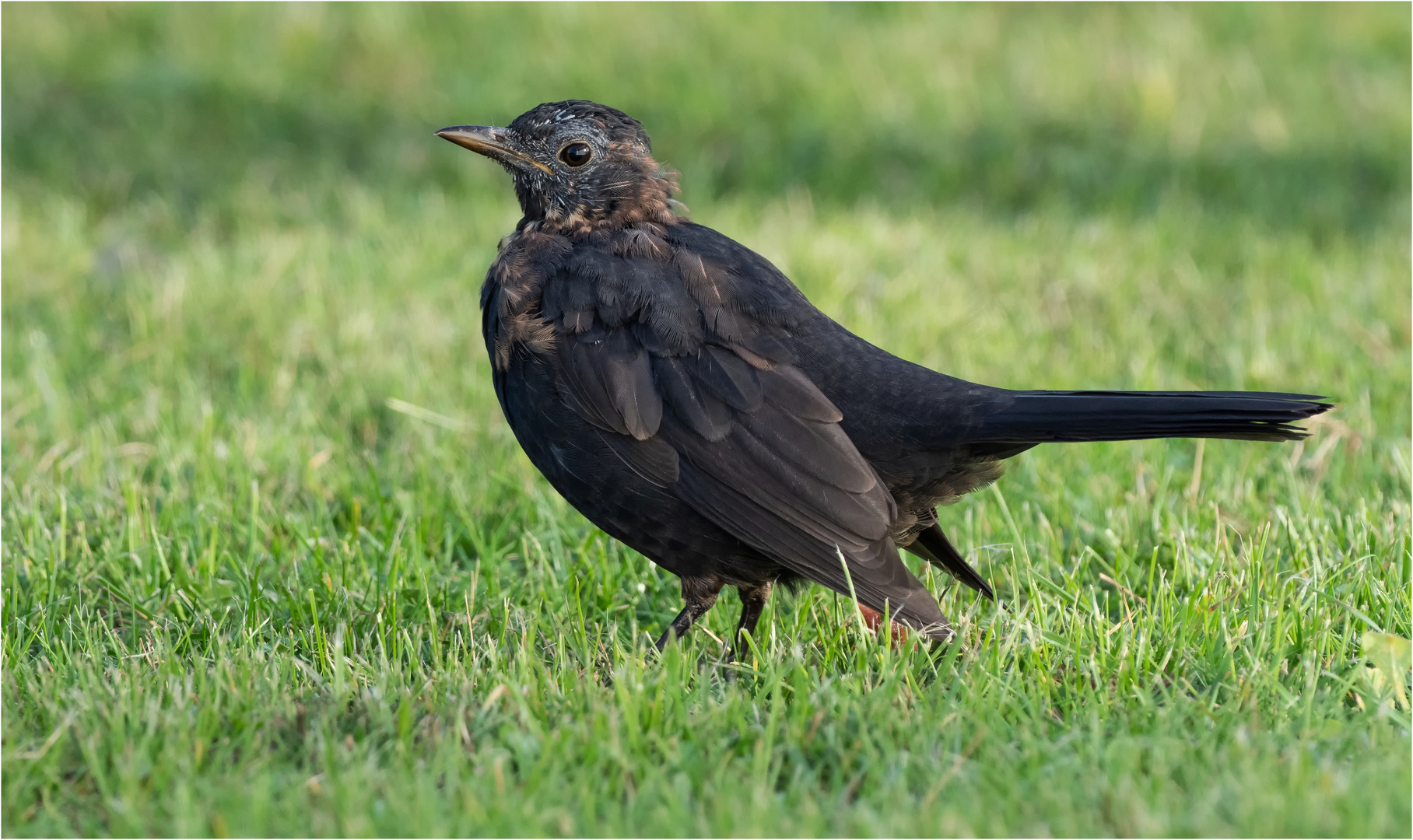 mausernde Amsel - Lady  .....