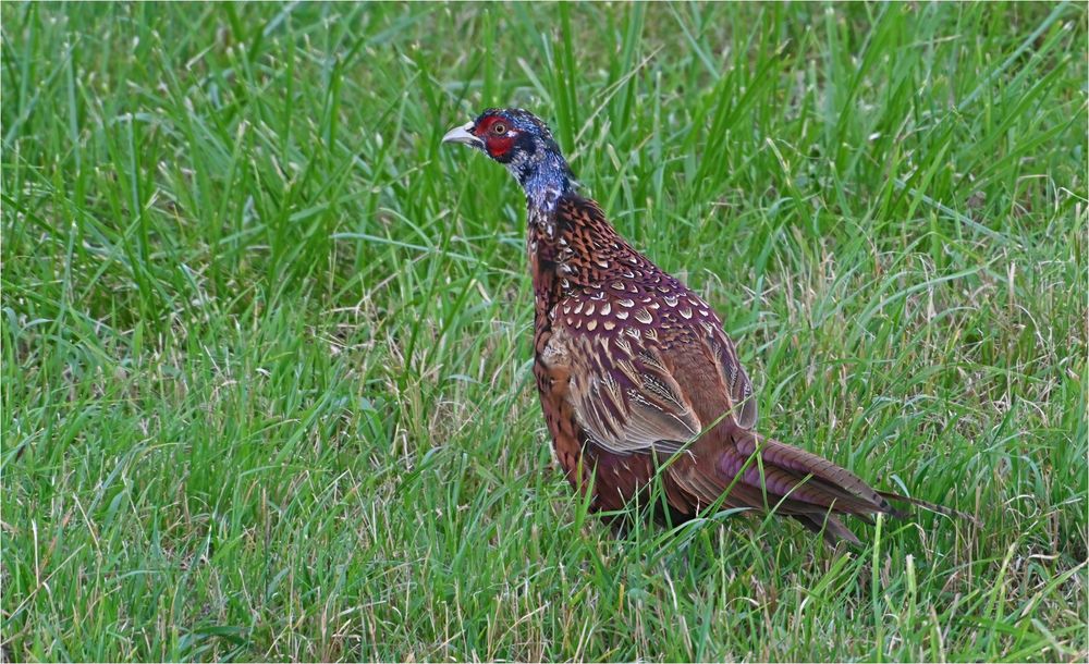 Mausernder Jagdfasan