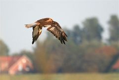 Mauserstudie Rohrweihe