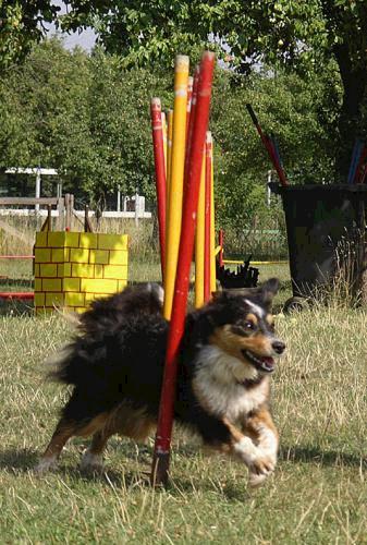 Mausezahn im Slalom