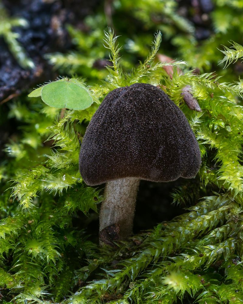 Mausgrauer Dachpilz (Pluteus ephebeus)