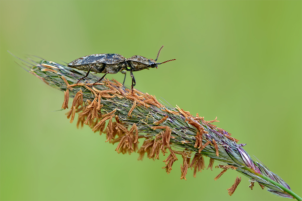 Mausgrauer Schnellkäfer