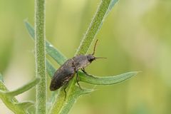 Mausgrauer Schnellkäfer 