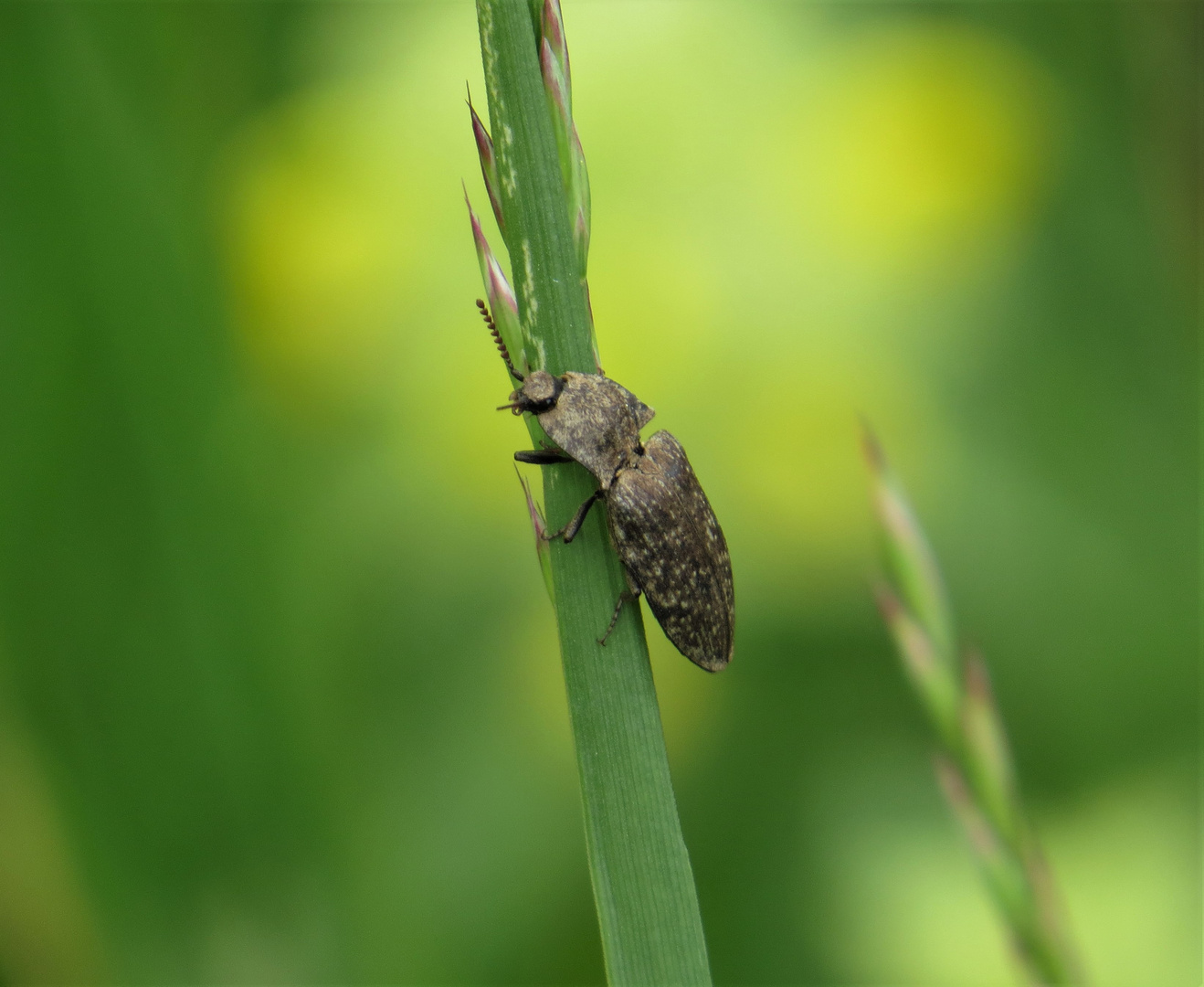 Mausgrauer Schnellkäfer -Agrypnus murinus-