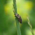 Mausgrauer Schnellkäfer -Agrypnus murinus-