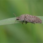 Mausgrauer Schnellkäfer (Agrypnus murinus)