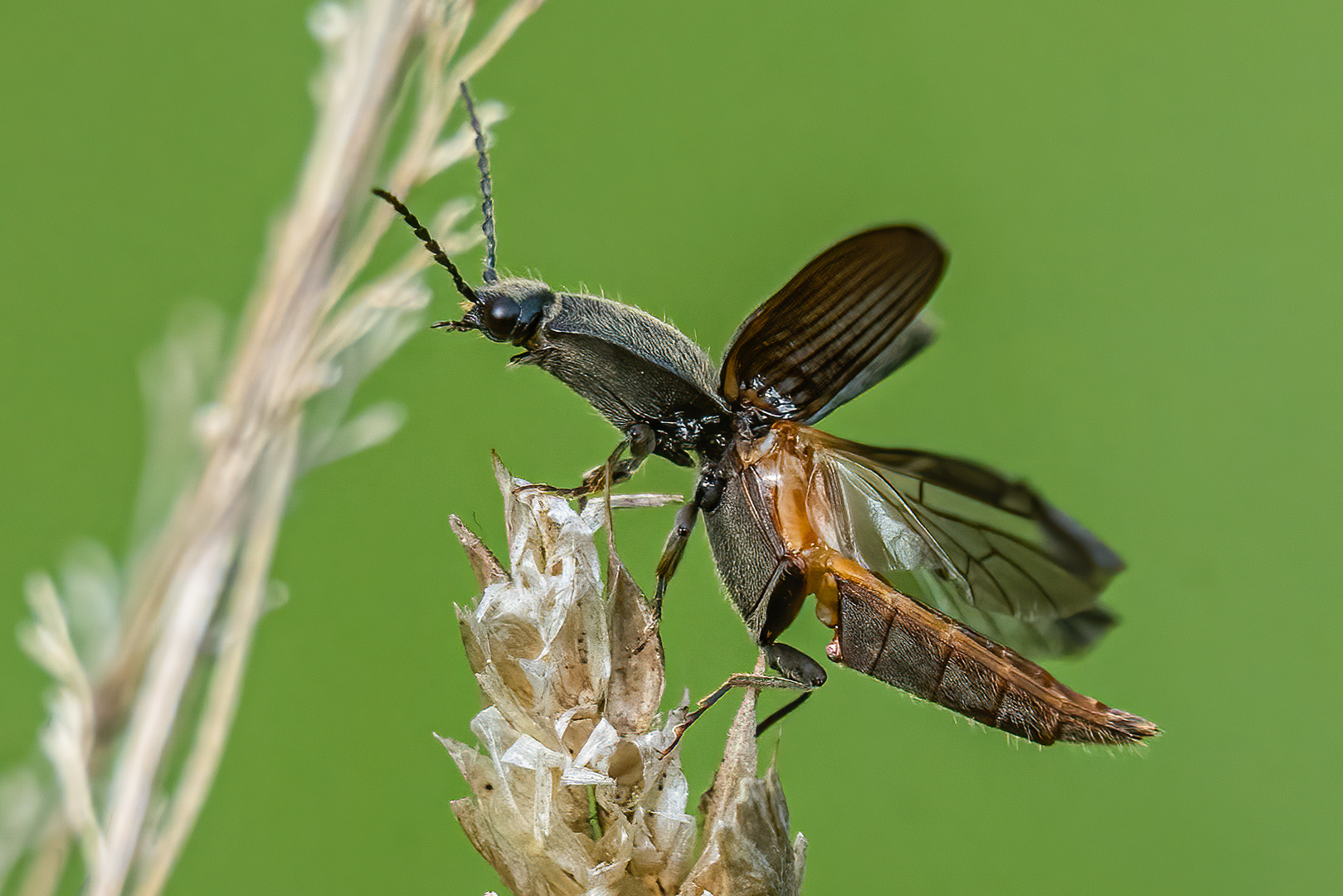 Mausgrauer Schnellkäfer beim Abflug