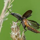 Mausgrauer Schnellkäfer beim Abflug