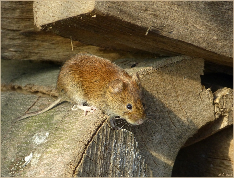 Mausi aus dem Stapelholz......