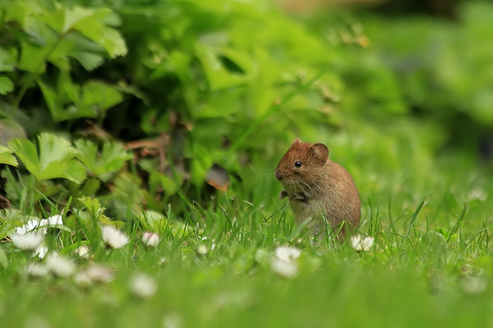 Mausi bei den Gänseblümchen!