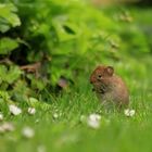 Mausi bei den Gänseblümchen!