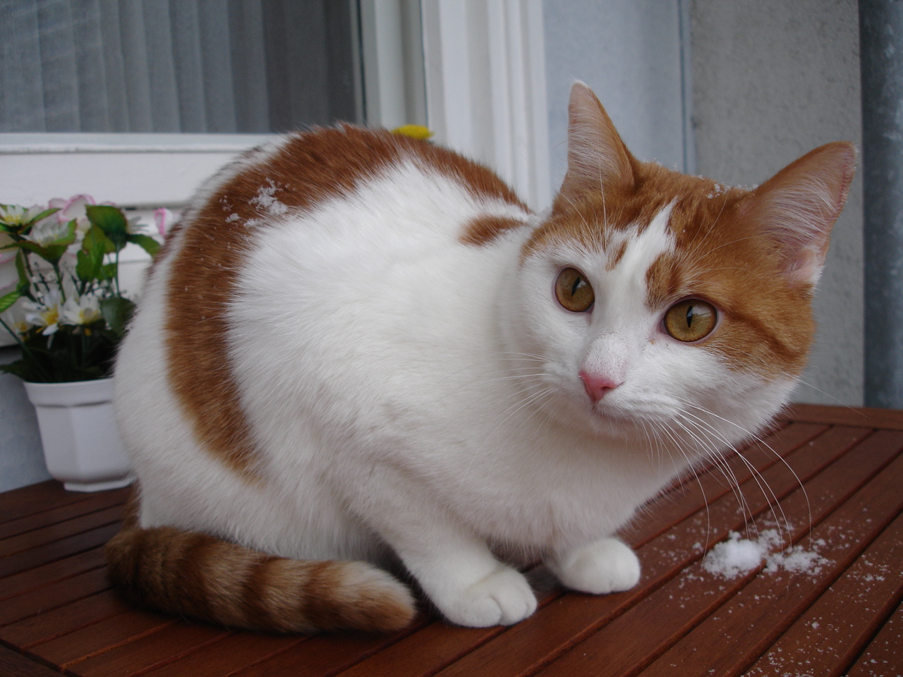 Mausi bestaunt den Schnee