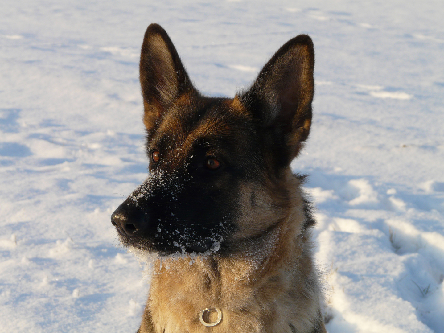 Mausi im Schnee