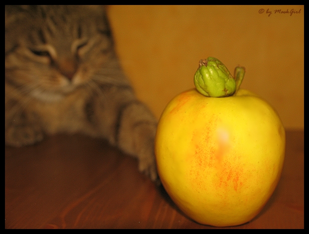 Mausi und der Apfel