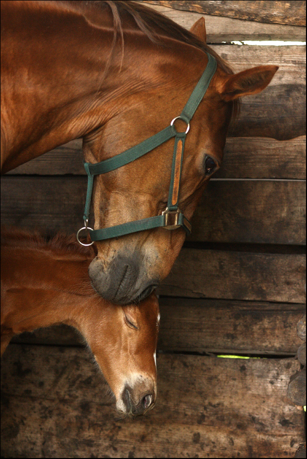 Mausi und ihr Baby...