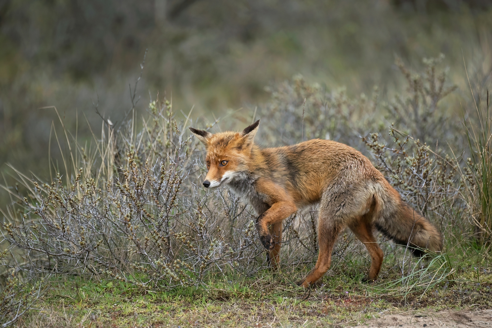 Mausjagd im Dornenwald