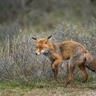 Mausjagd im Dornenwald