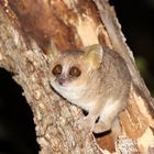 Mausmaki im Wald von Kirindy