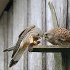 Mausübergabe bei den Turmfalken