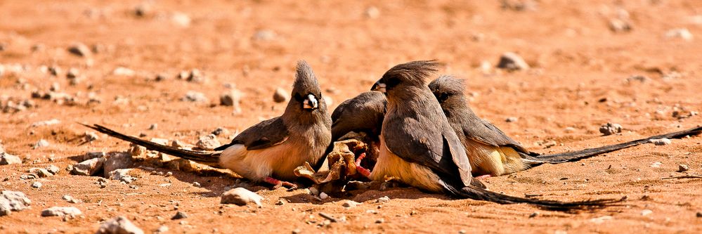 Mausvögel im Kgalagadi Transfontier Nationalpark