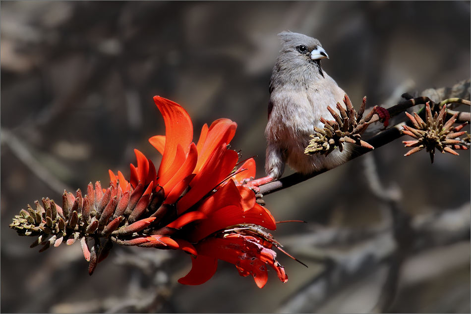 Mausvogel