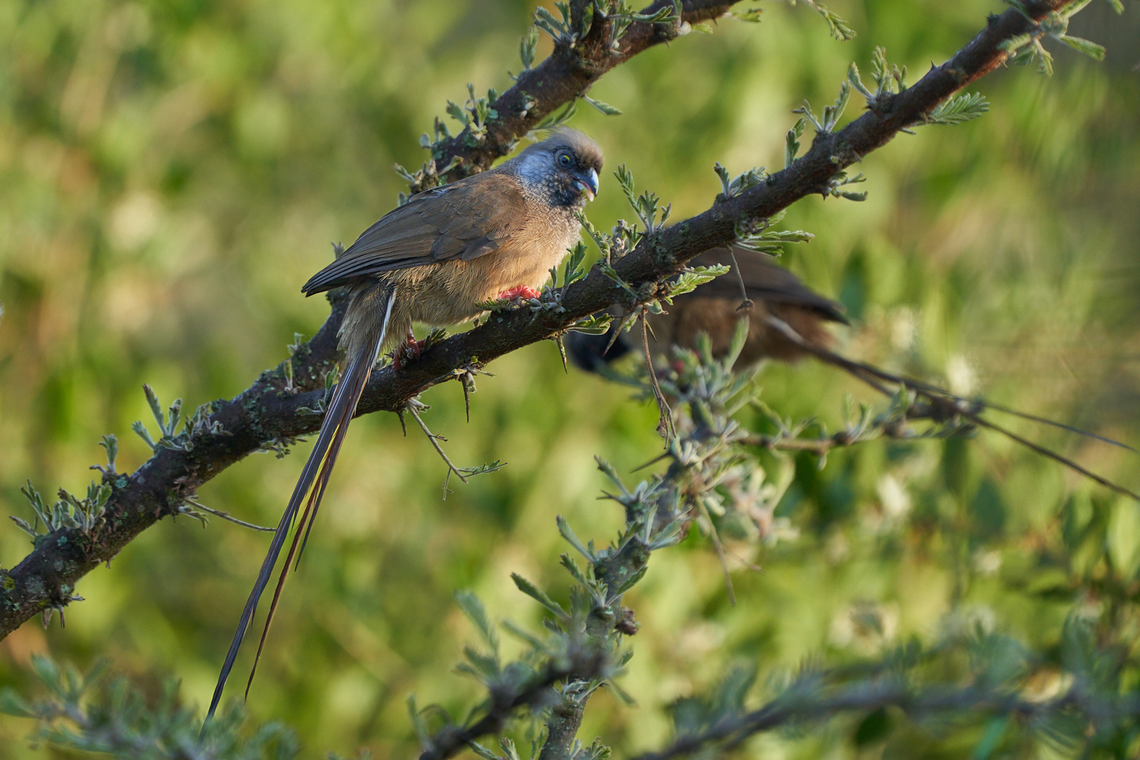 Mausvogel am Morgen ..