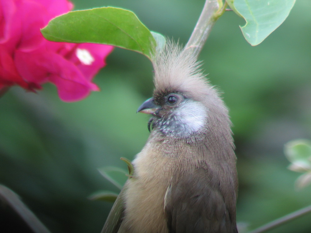 Mausvogel-Digiskopie