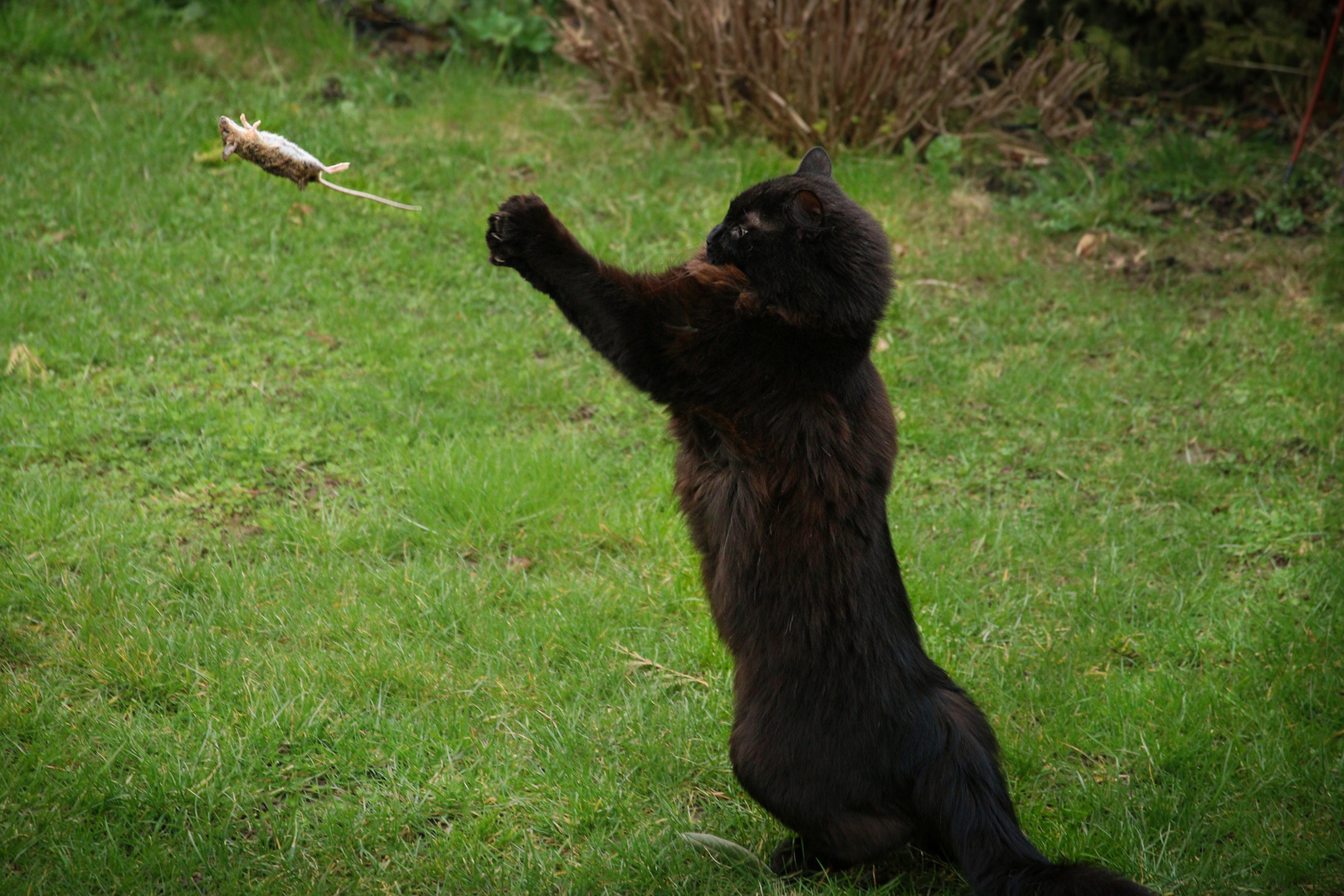 Mausweitwurf / Mice Throwing Contest