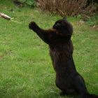 Mausweitwurf / Mice Throwing Contest