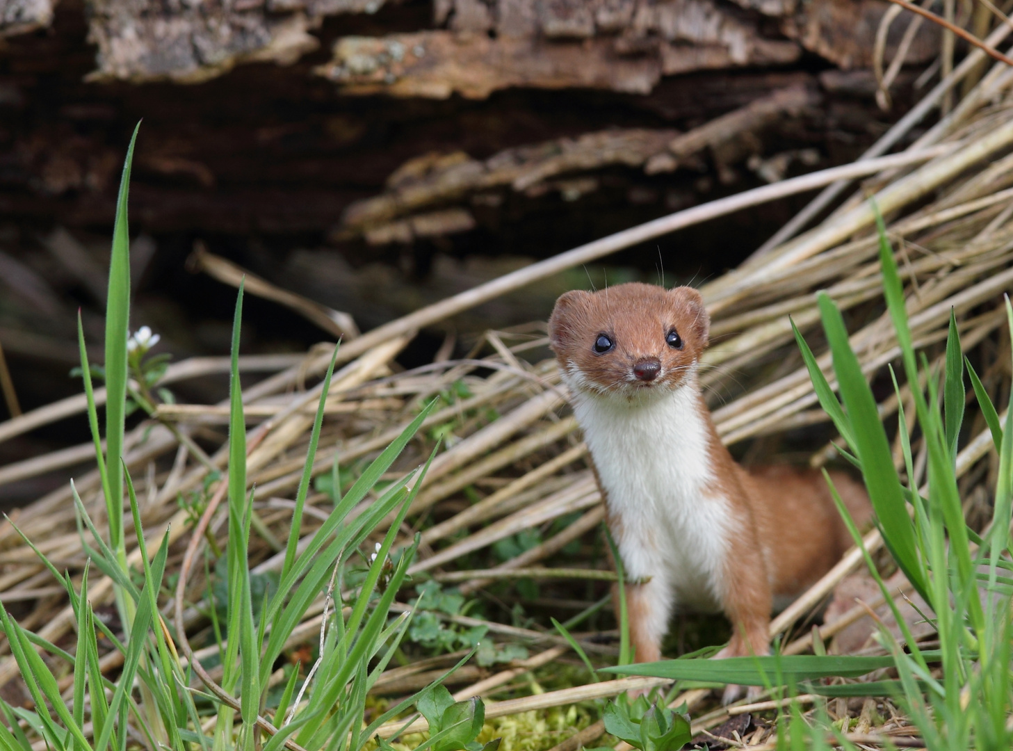 Mauswiesel Foto & Bild | tiere, wildlife, säugetiere Bilder auf ...