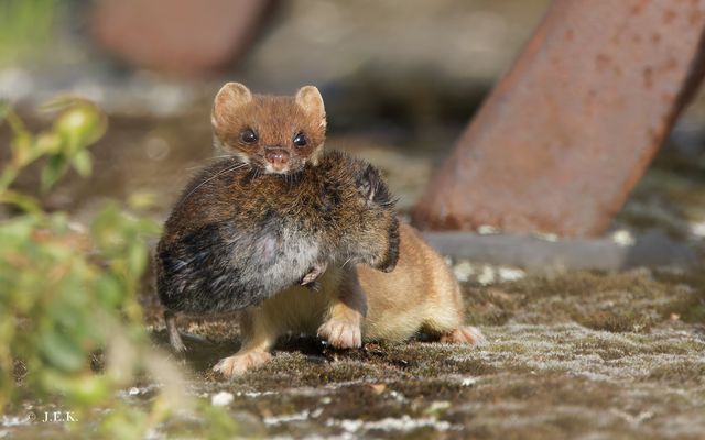 Mauswiesel 2