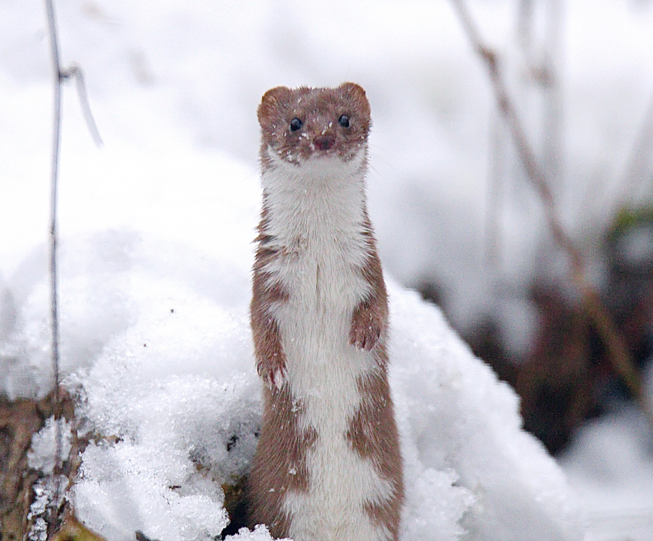Mauswiesel Foto & Bild | tiere, wildlife, säugetiere ...